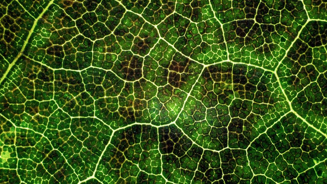 叶 纹理 宏观 表面 植物 叶脉 线条 绿色 光合作用 4k壁纸 3840x2160