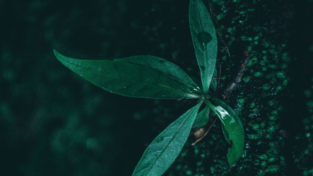 叶子 植物 水滴 水分 绿色 宏观 4k壁纸 3840x2160