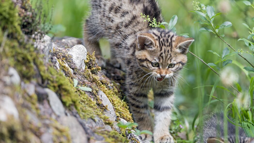 小猫野猫猫咧嘴笑草丛行走，精选4K高清壁纸，3840x2160动物图片下载