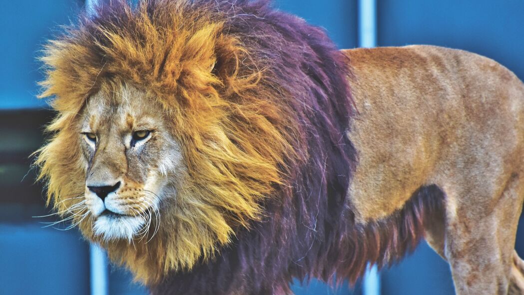狮子 捕食者 野兽之王 鬃毛 严肃的 4k壁纸 3840x2160