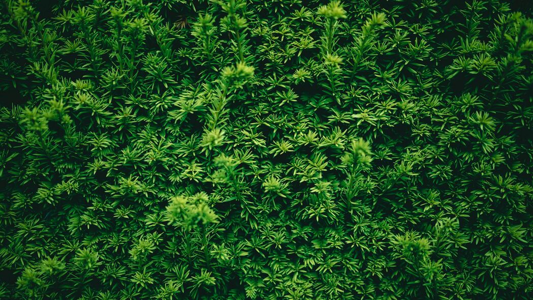 树叶 植物 绿色 纹理 4k壁纸 3840x2160