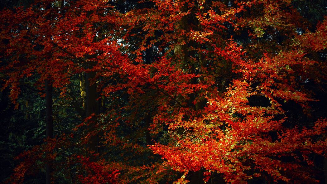 树叶 树木 秋天 树枝 阴影 秋天的颜色 4k壁纸 3840x2160
