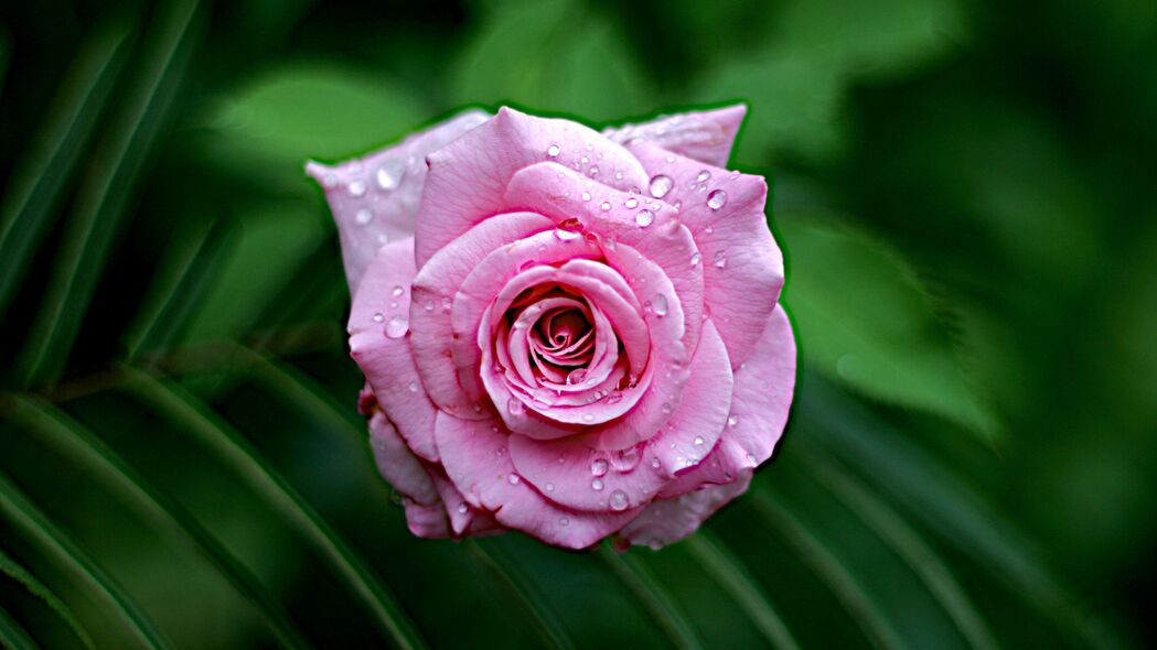 玫瑰 湿 开花 滴 露 叶子 粉红色 特写 4k壁纸 3840x2160