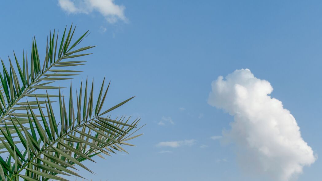 棕榈 树枝 天空 云 热带 4k壁纸 3840x2160