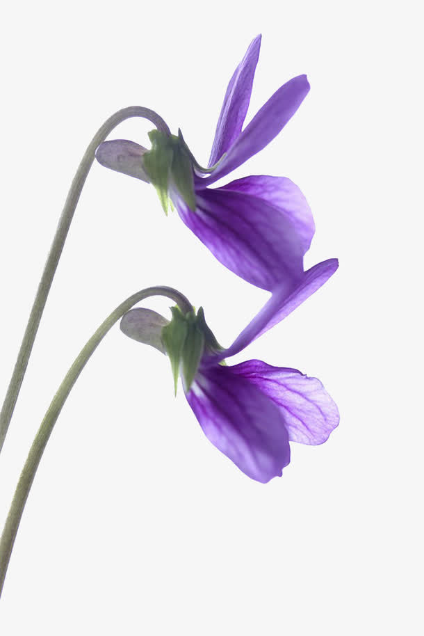 紫罗兰高清图片