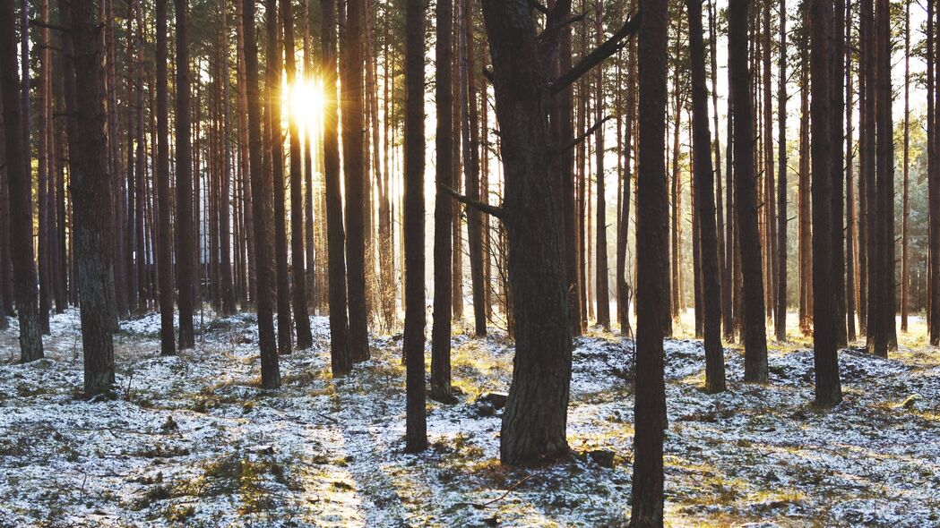 森林 树木 日落 太阳 冬天 射线 4k壁纸 3840x2160