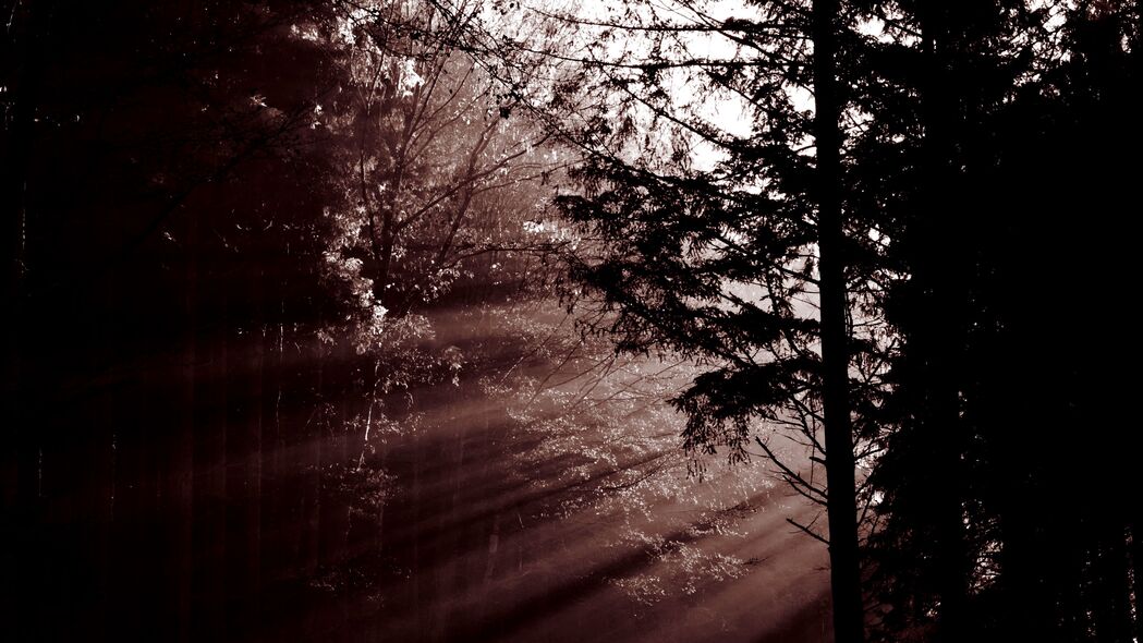 森林 树木 黎明 薄雾 阳光 深色 4k壁纸 3840x2160