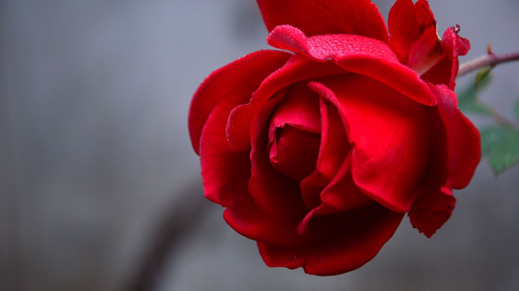 玫瑰 花 红色 潮湿 水滴 花瓣 特写 4k壁纸 3840x2160