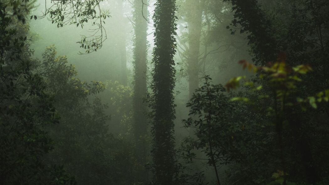 森林 雾 树木 植被 4k壁纸 3840x2160
