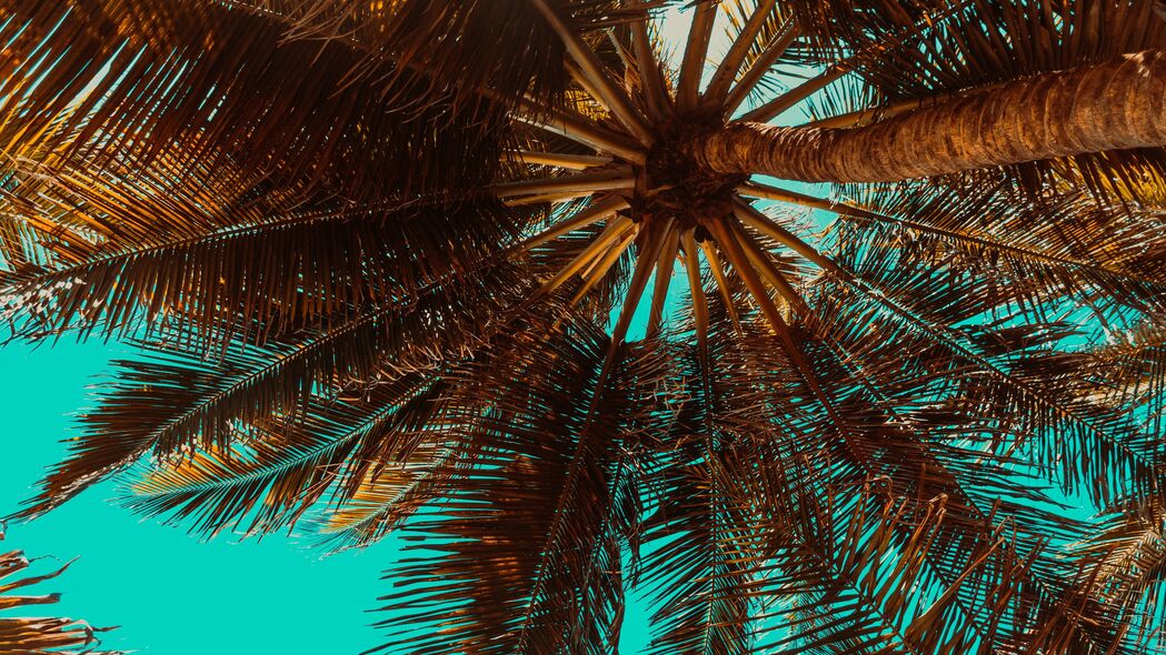 棕榈树 树枝 树 热带 底部视图 4k壁纸 3840x2160