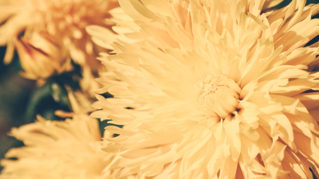 菊花 花瓣 花朵 明亮的 4k壁纸 3840x2160