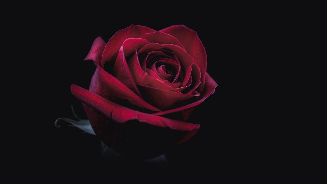 玫瑰 花蕾 红色 深色 特写 4k壁纸 3840x2160