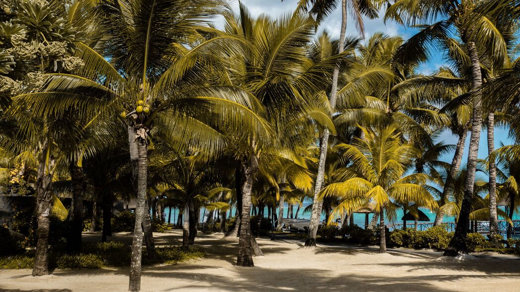 棕榈树 热带 海滩 毛里求斯 4k壁纸 3840x2160