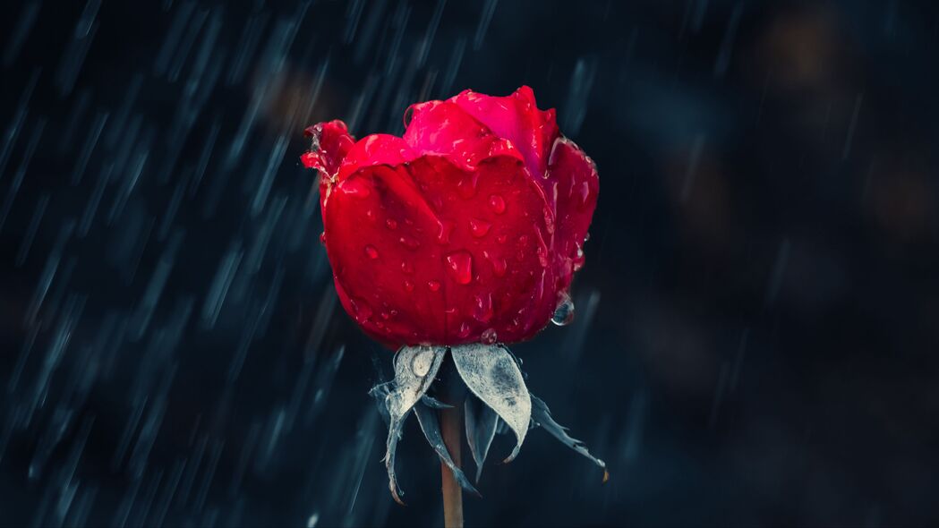 玫瑰 红色 芽 滴 雨 防潮 4k壁纸 3840x2160