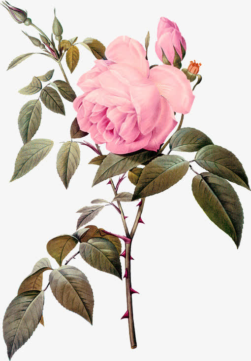 手绘粉色玫瑰花，高清PNG透明图片素材，动植物元素设计下载