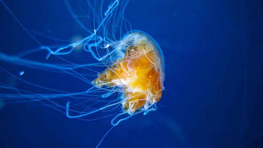水母 触手 水下世界 水族馆 游泳 4k壁纸 3840x2160