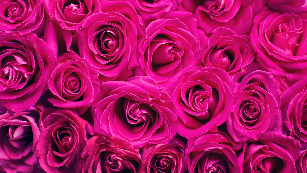 玫瑰 花束 粉红色 花蕾 花朵 4k壁纸 3840x2160
