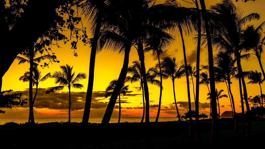棕榈树 日落 热带 海岸 深色 4k壁纸 3840x2160
