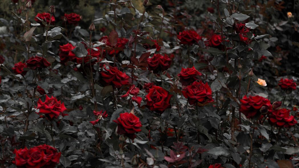 玫瑰 红色 花坛 开花 茎 叶 4k壁纸 3840x2160