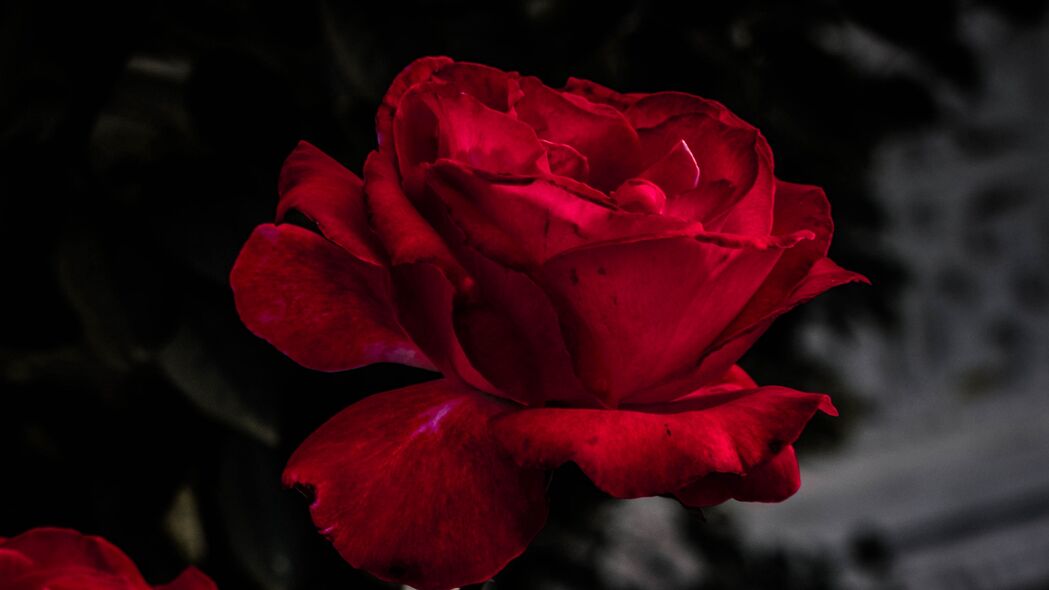 玫瑰 红色 芽 开花 花园 4k壁纸 3840x2160