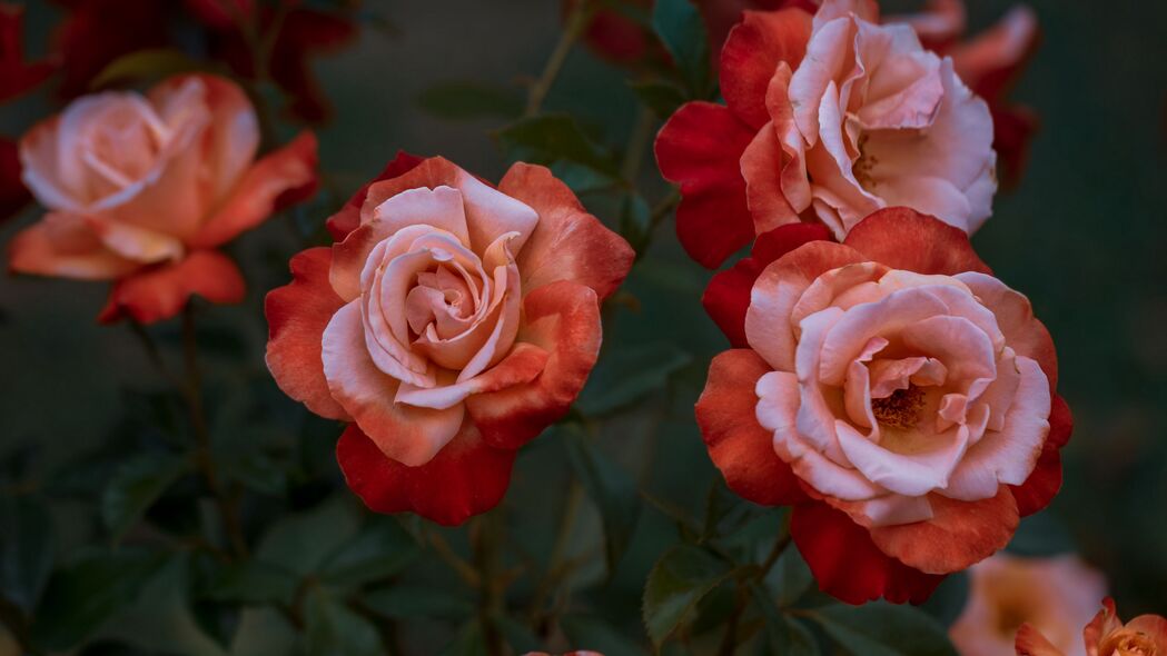 玫瑰 玫瑰 花园 花蕾 4k壁纸 3840x2160
