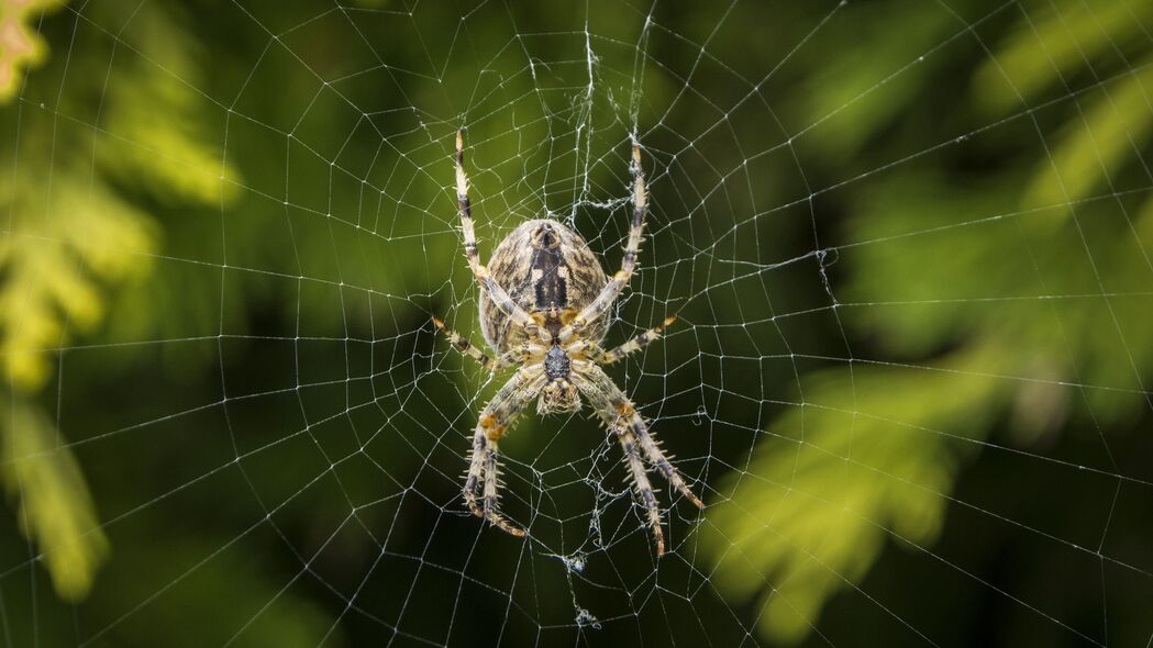  araneus diadematus 蜘蛛 网络 欧洲花园蜘蛛 4k壁纸 3840x2160