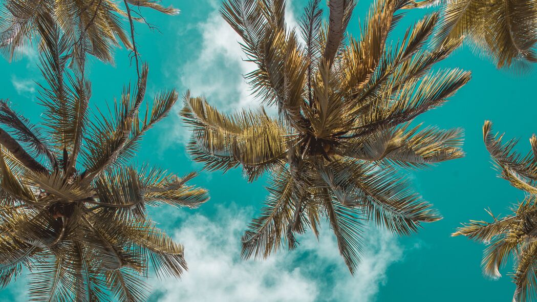 棕榈树 底部视图 云 天空 树枝 热带 树叶 4k壁纸 3840x2160