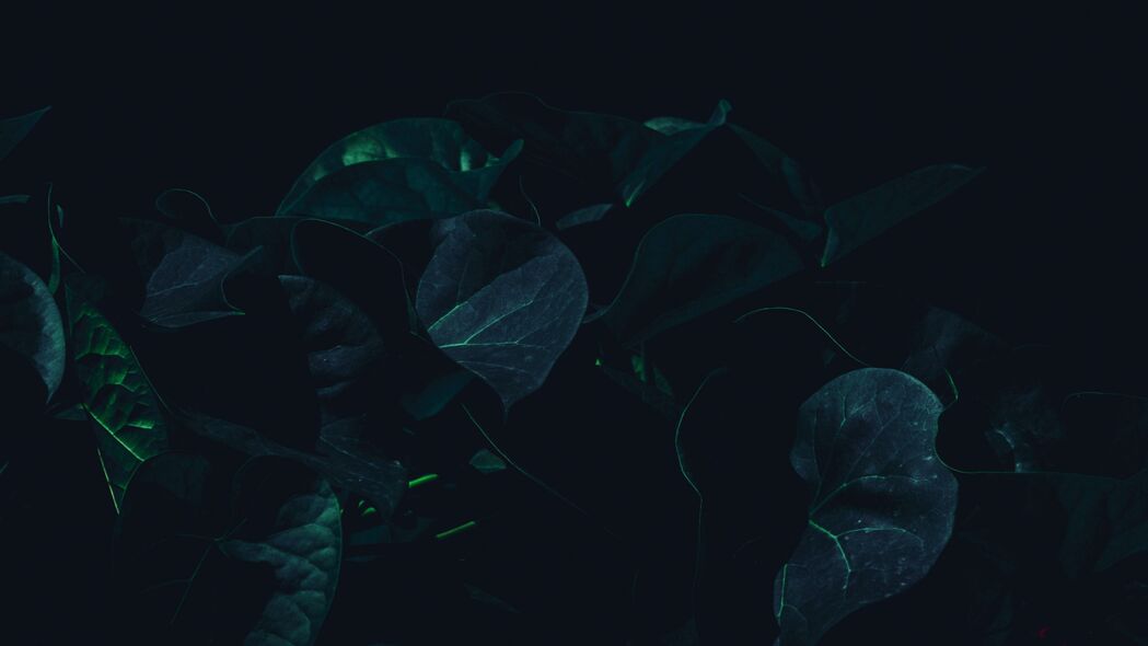 叶子 植物 深色 绿色 阴影 4k壁纸 3840x2160