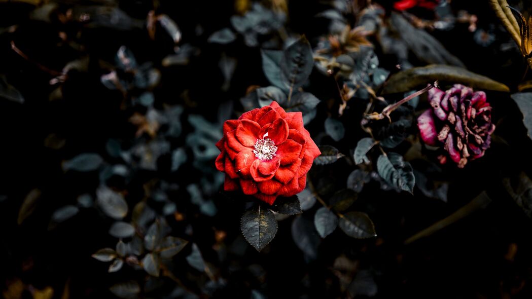 玫瑰 红色 芽 灌木 花园 4k壁纸 3840x2160