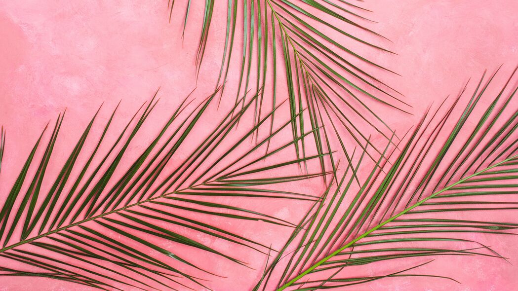 棕榈树 树枝 粉彩 树叶 极简主义 4k壁纸 3840x2160