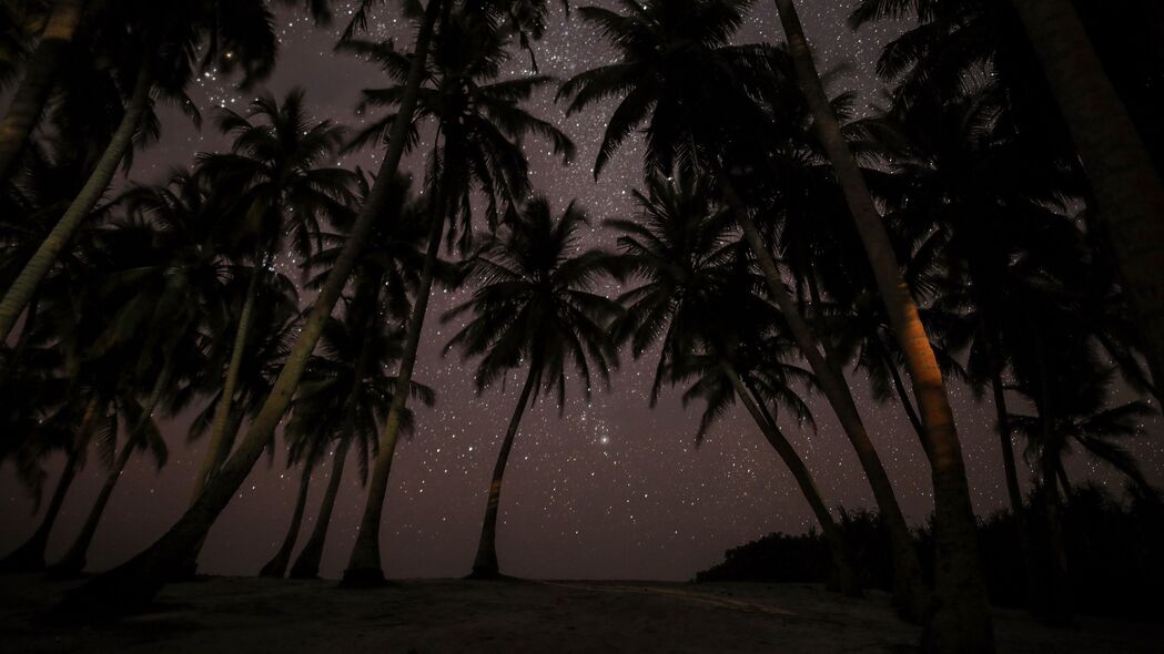 棕榈树 星空 热带 马尔代夫 夜间 4k壁纸 3840x2160