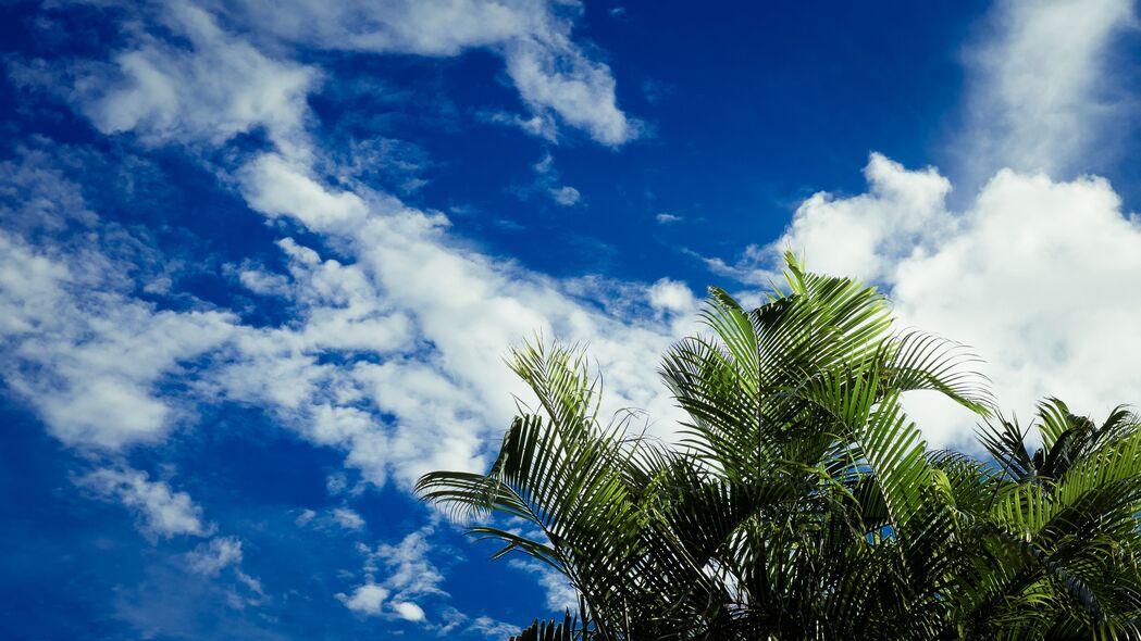 棕榈 树叶 天空 云 热带 4k壁纸 3840x2160