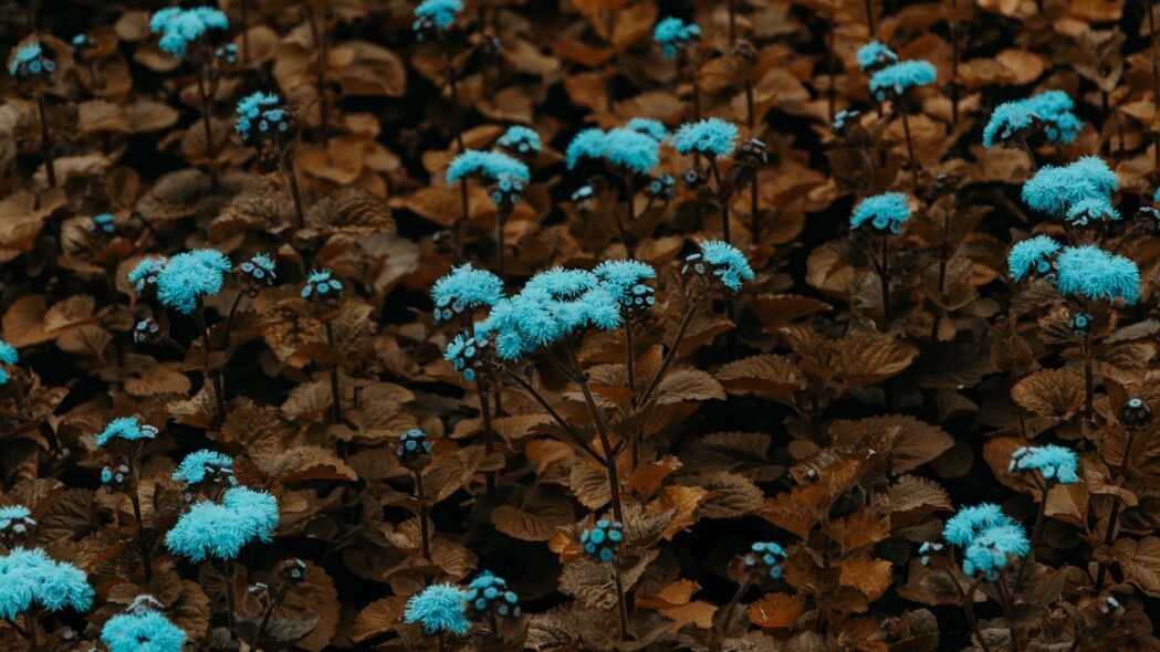 花 植物 蓝色 开花 花园 4k壁纸 3840x2160