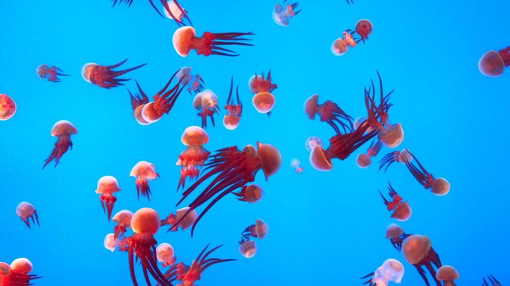 水母 海底世界 海洋 水族馆 游泳 4k壁纸 3840x2160
