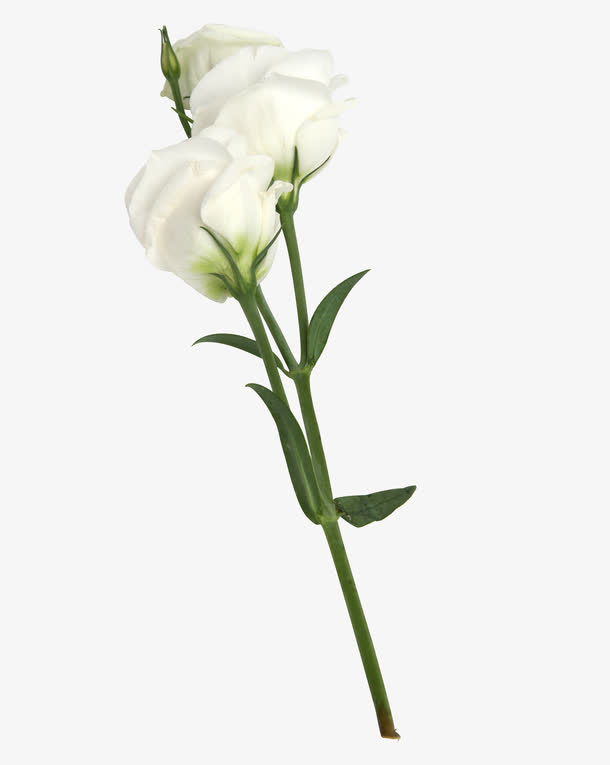 几朵白玫瑰PNG透明图，高清动植物元素设计素材下载