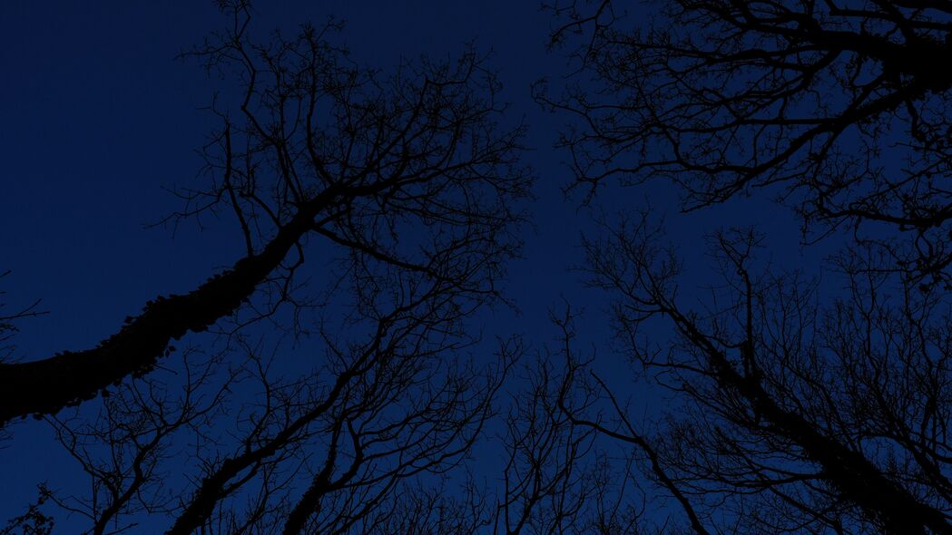 树 树枝 天空 夜间 4k壁纸 3840x2160