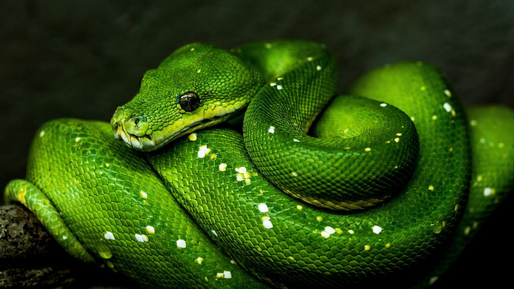 蛇 绿色 爬行动物 野生动物 4k壁纸 3840x2160