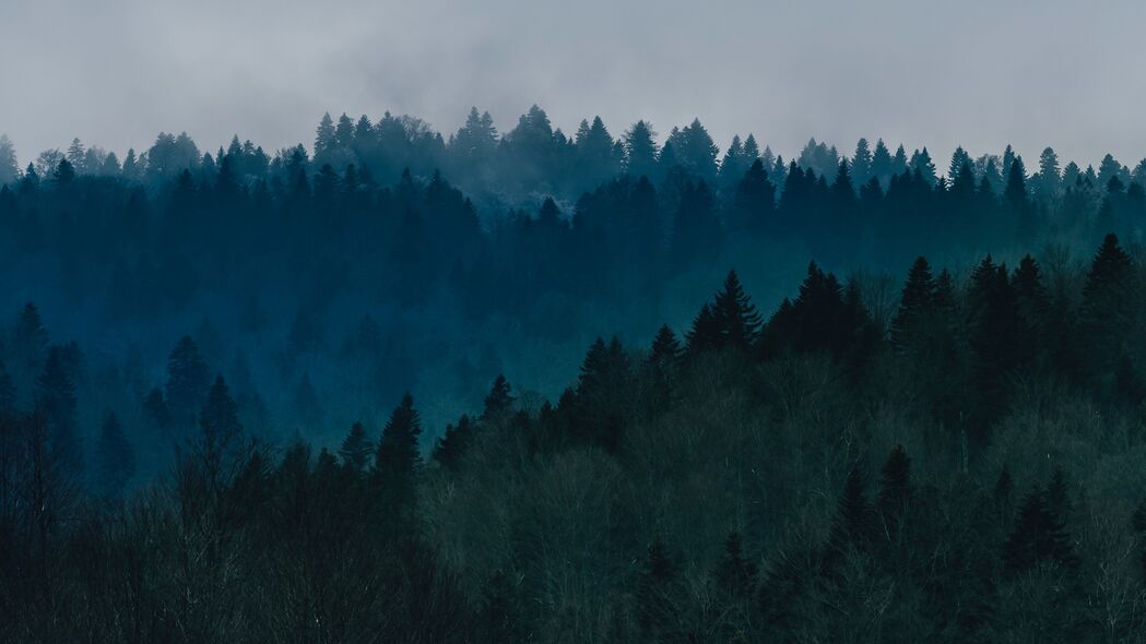 森林 雾 树木 俯视图 天空 4k壁纸 3840x2160