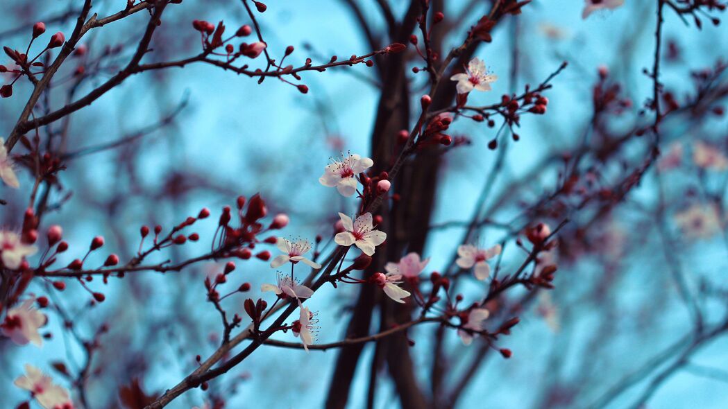 樱桃 盛开 春天 树枝 花朵 4k壁纸 3840x2160