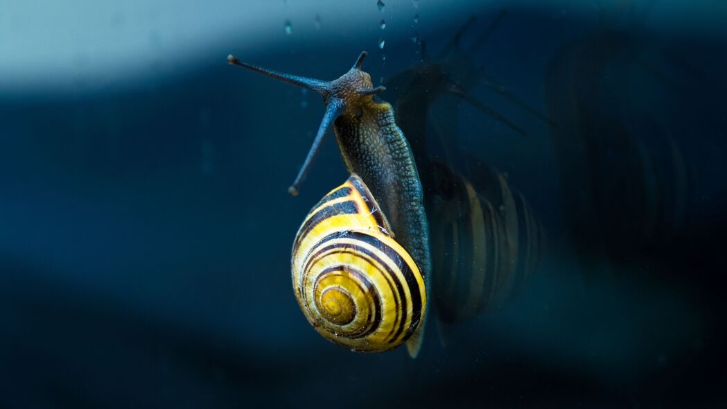 蜗牛 软体动物 螺旋 软体动物外壳 4k壁纸 3840x2160