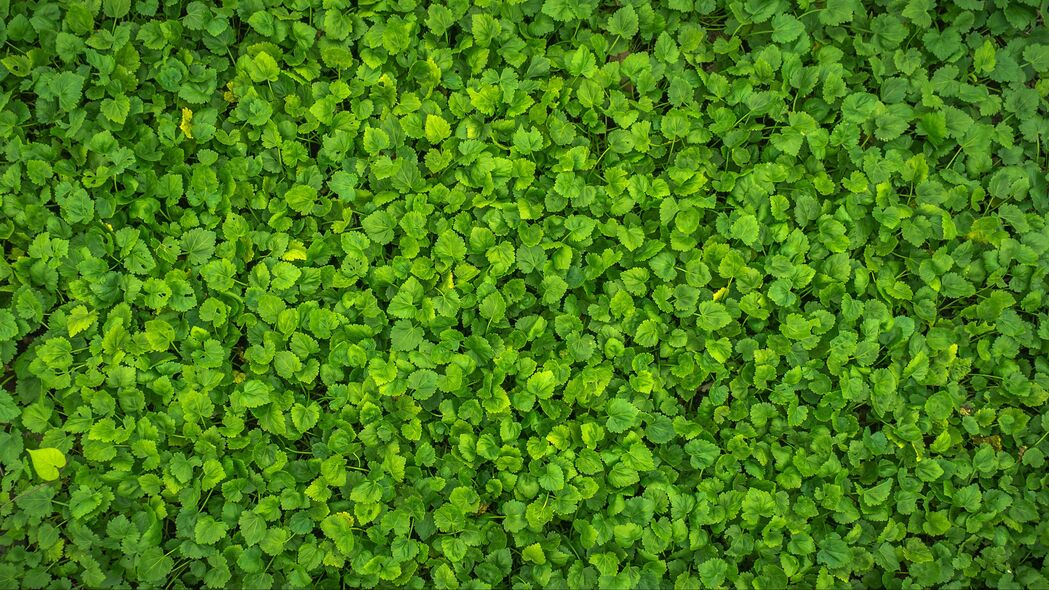 叶子 植物 绿色 明亮 表面 4k壁纸 3840x2160