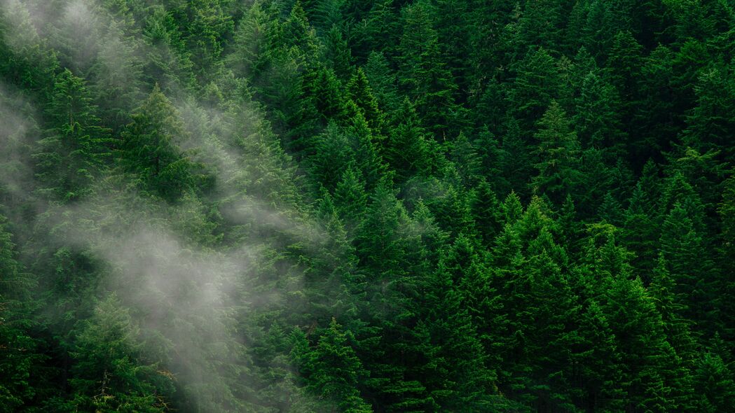 森林 树木 雾 俯视 4k壁纸 3840x2160