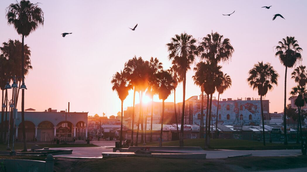 棕榈树 黎明 鸟类 威尼斯海滩 洛杉矶 美国 4k壁纸 3840x2160