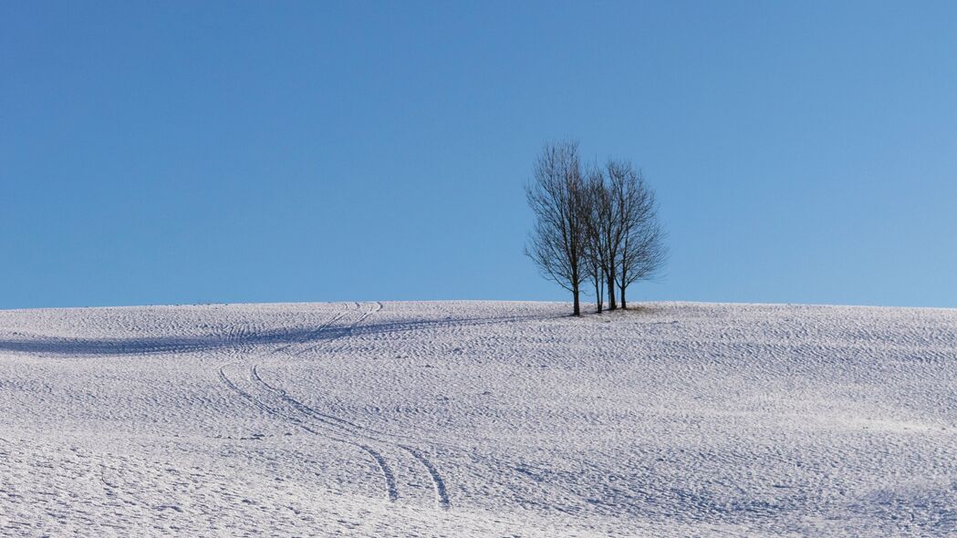 树 雪 地平线 极简主义 冬天 天空 4k壁纸 3840x2160