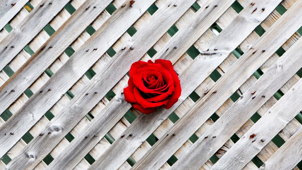 玫瑰 围栏 墙壁 红色 木制 4k壁纸 3840x2160