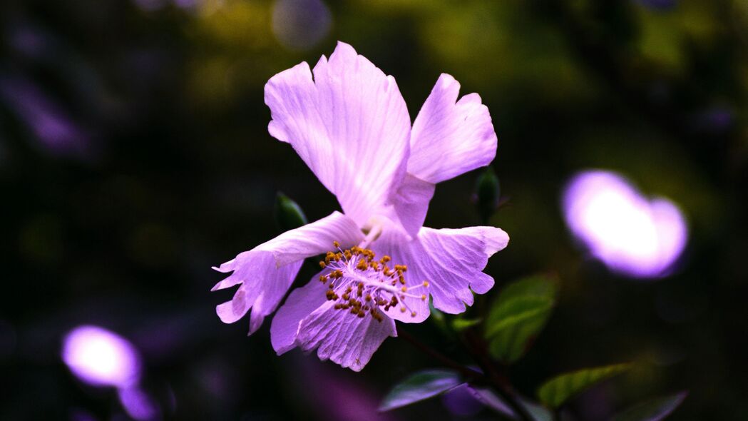 木槿花紫色高清壁纸，4K分辨率3840x2160背景图片下载