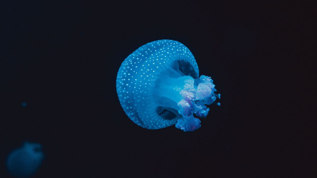 水母 海底世界 斑点 触手 4k壁纸 3840x2160