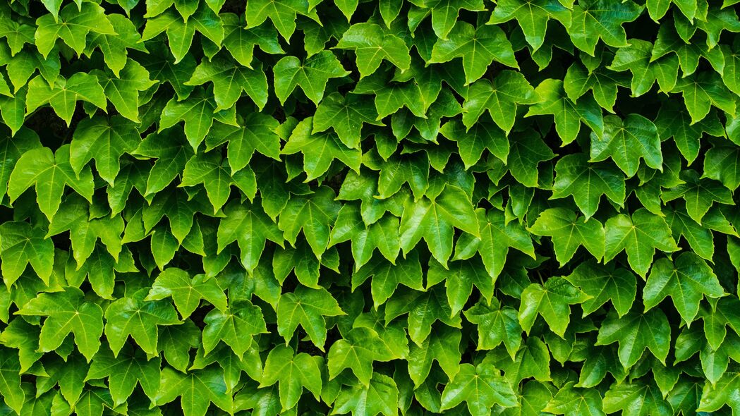 树叶 植物 绿色 雕刻 4k壁纸 3840x2160