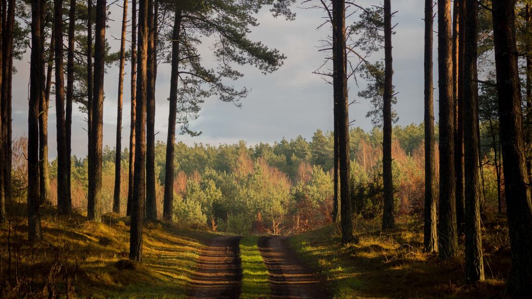 森林 路径 夏天 树 丹麦 4k壁纸 3840x2160