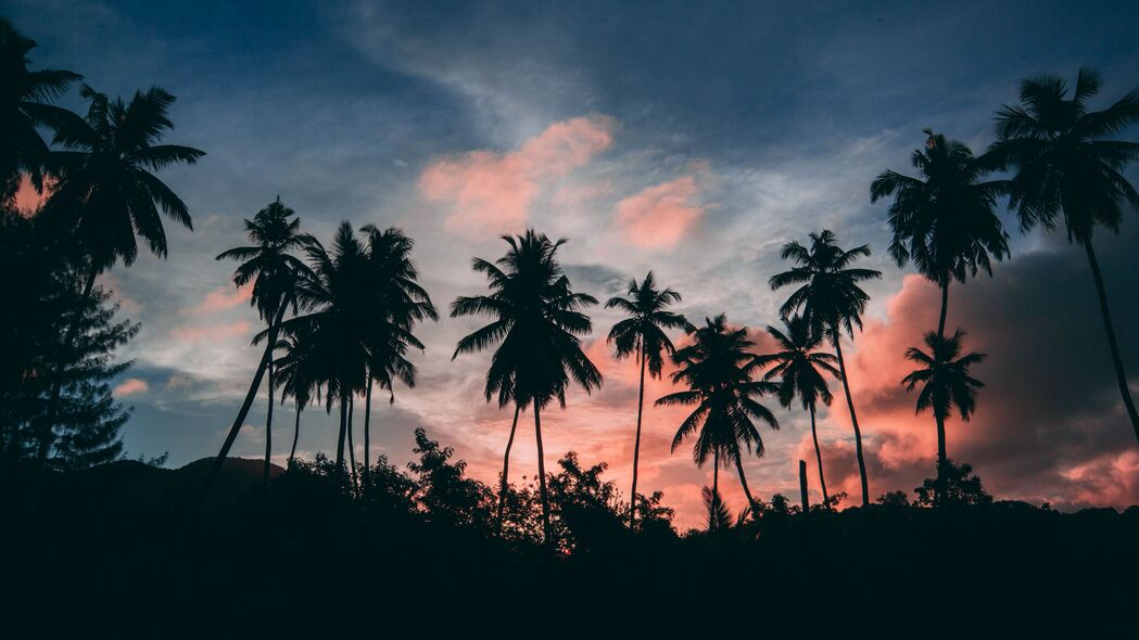 棕榈树 轮廓 日落 热带 云 天空 4k壁纸 3840x2160